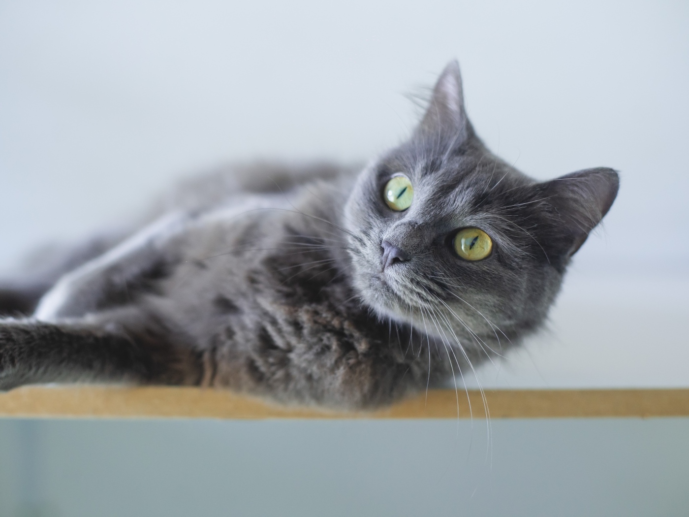 Красивый пепельный зеленоглазый кот