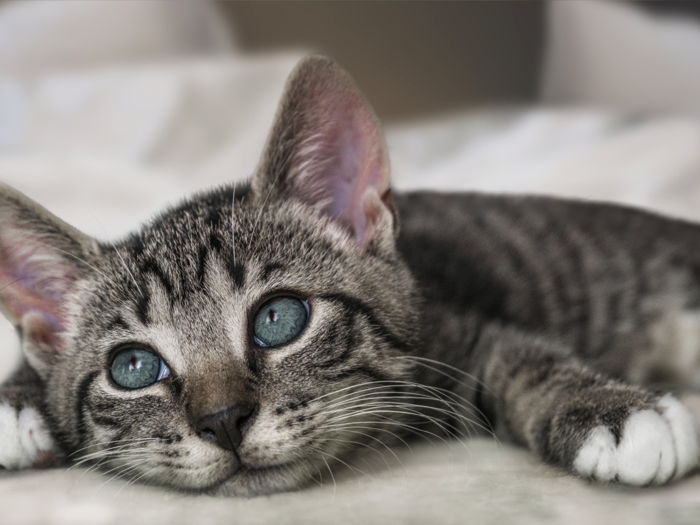 Красивый серый котенок лежит на кровати