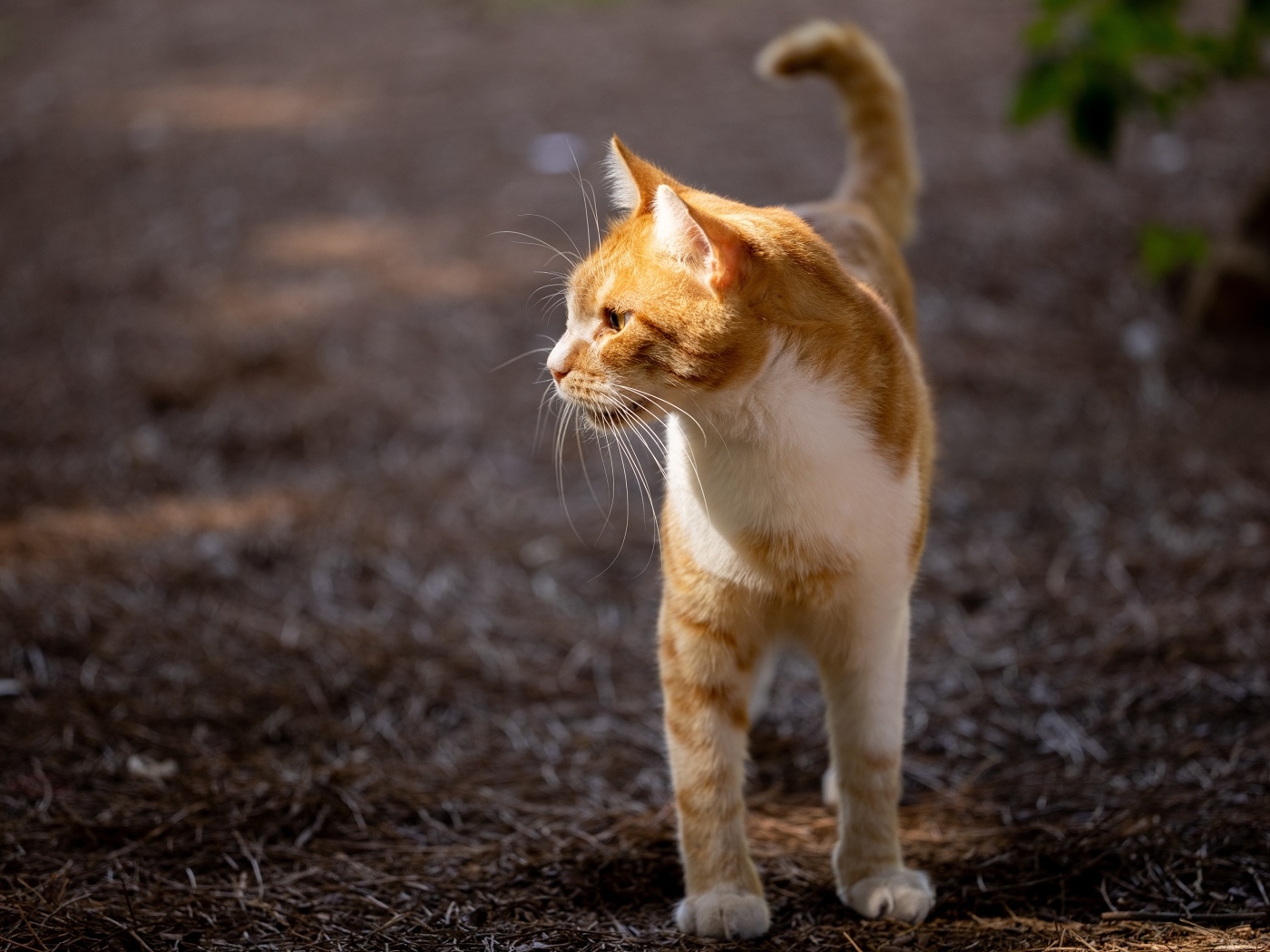 Красивый рыжий кот в лучах солнца