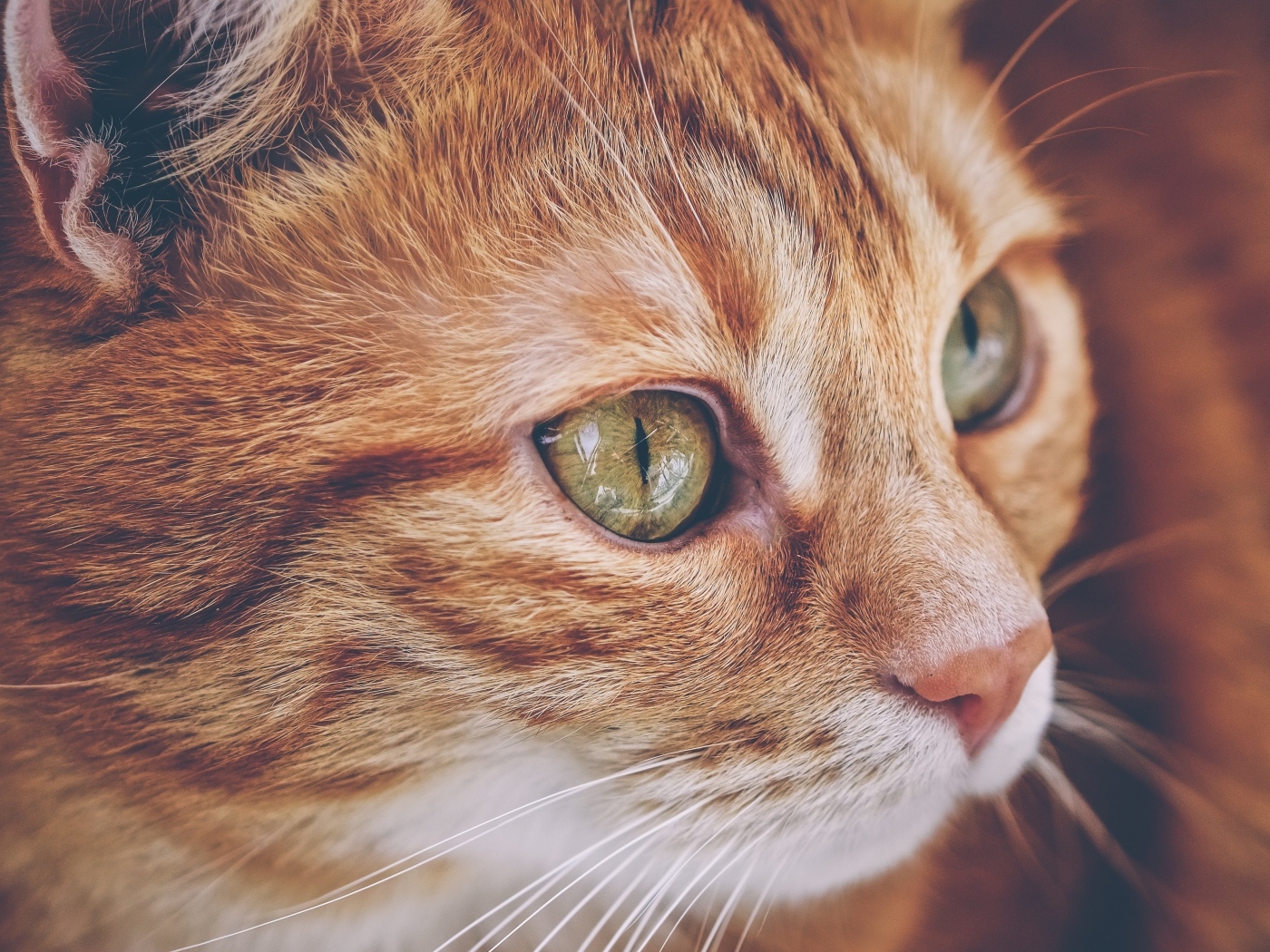 Красивый рыжий кот с большими зелеными глазами