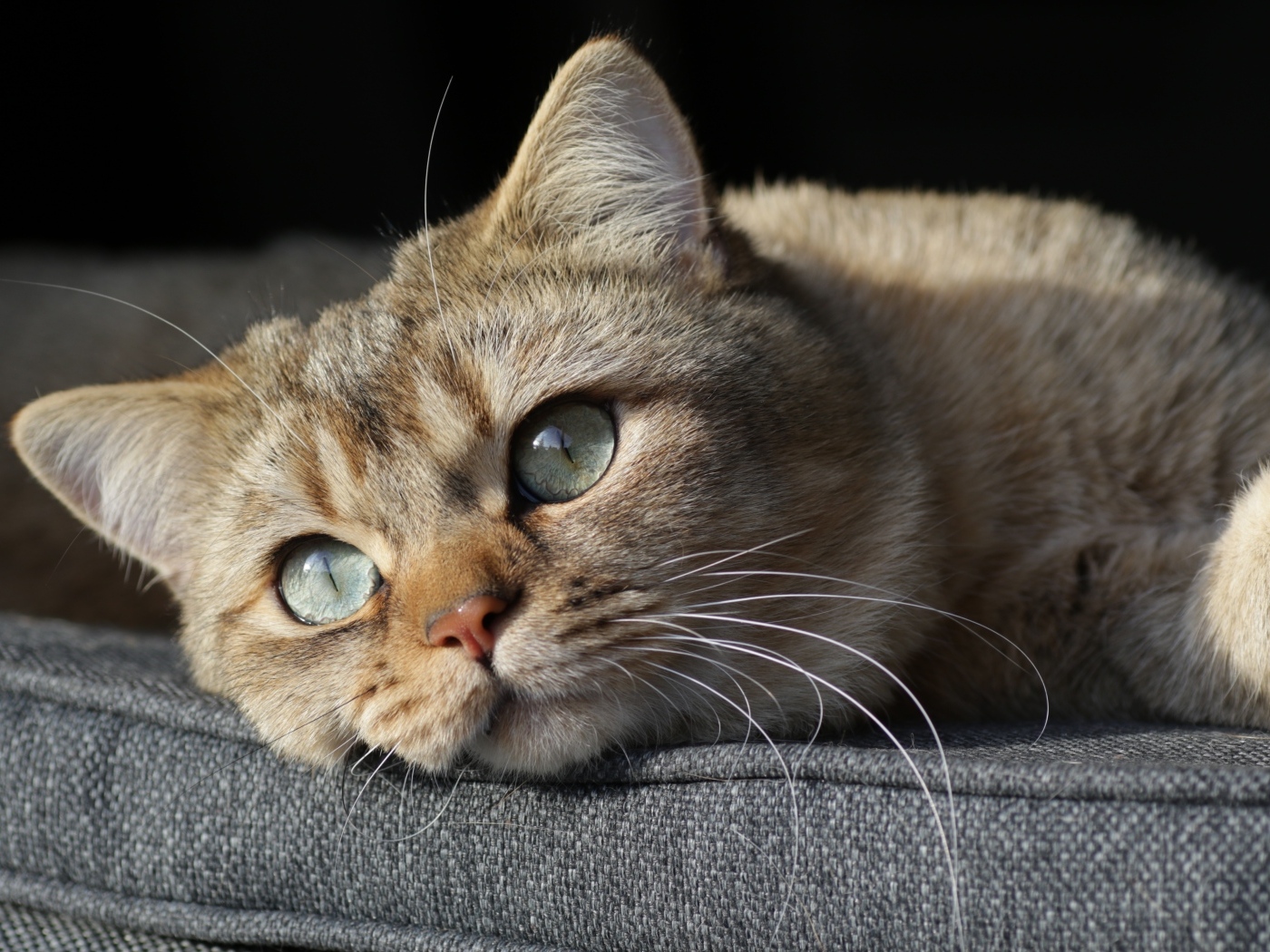 Красивый породистый зеленоглазый кот лежит на кровати