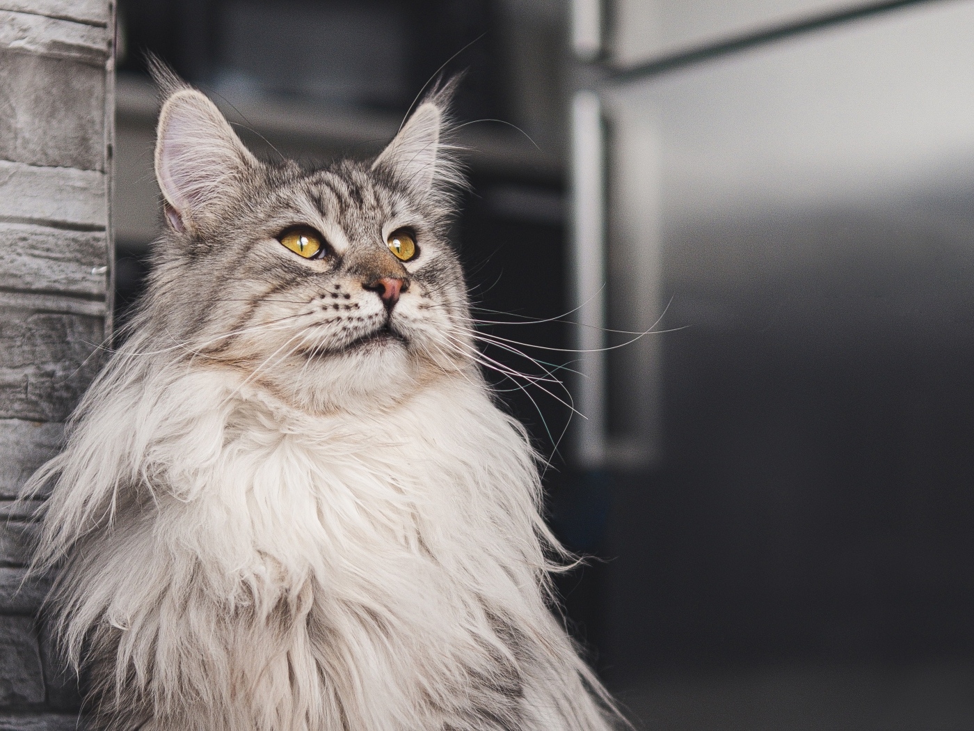 Большой красивый серый мейнкун 