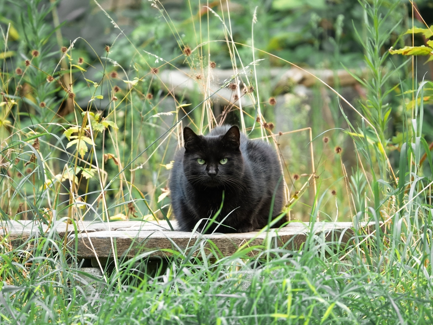 Большой черный кот сидит в зеленой траве