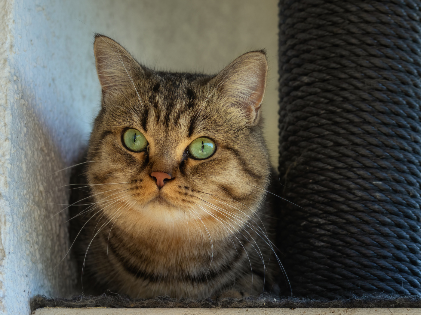 Большой серый кот с зелеными глазами