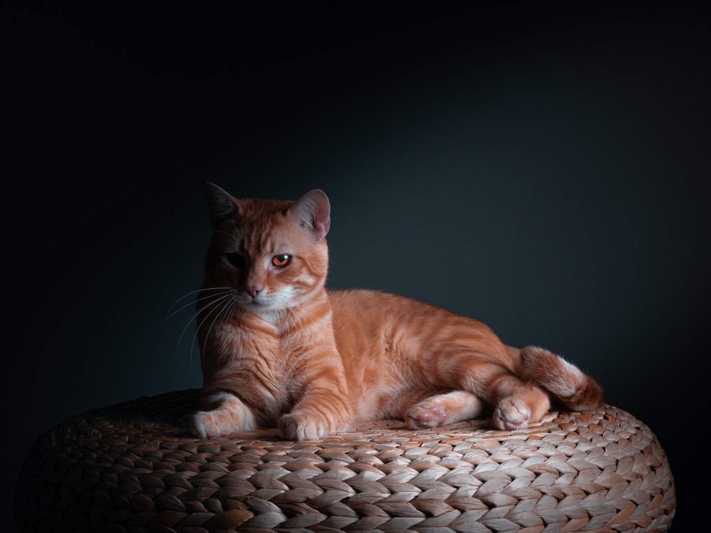 Большой рыжий кот на сером фоне