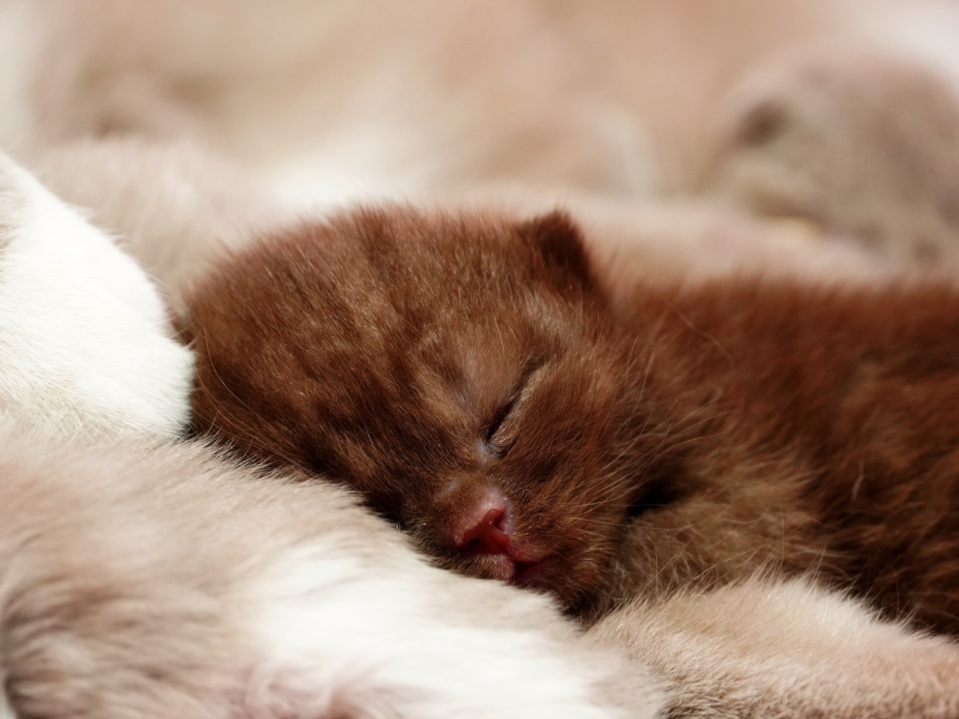 Милый спящий коричневый котенок