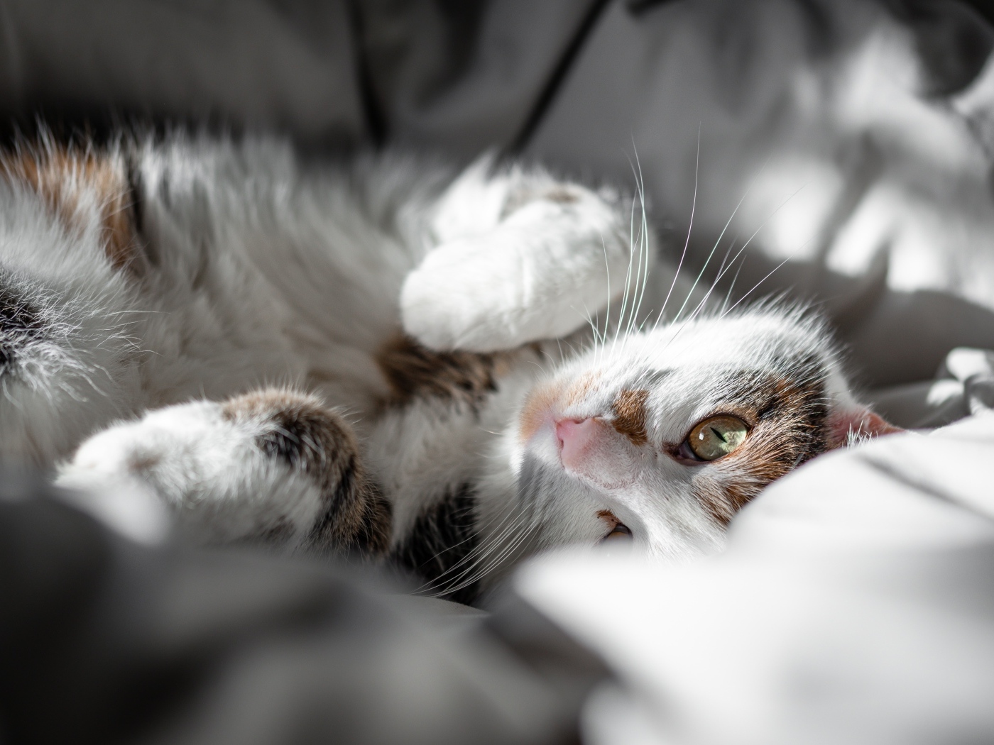 Домашний кот нежится в постели