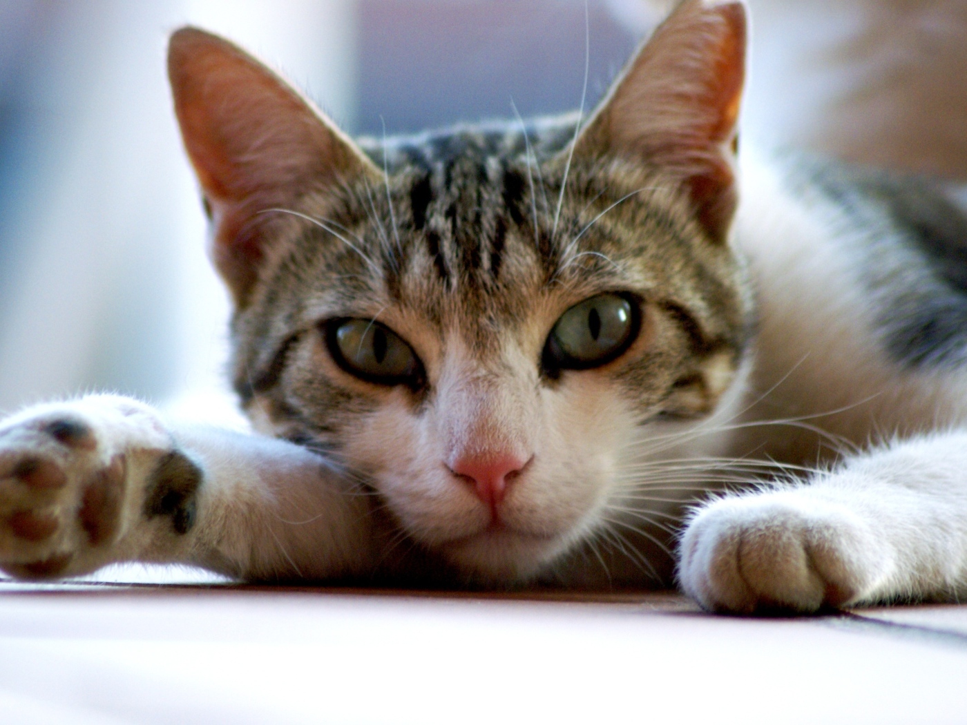 Серый с белым домашний зеленоглазый кот