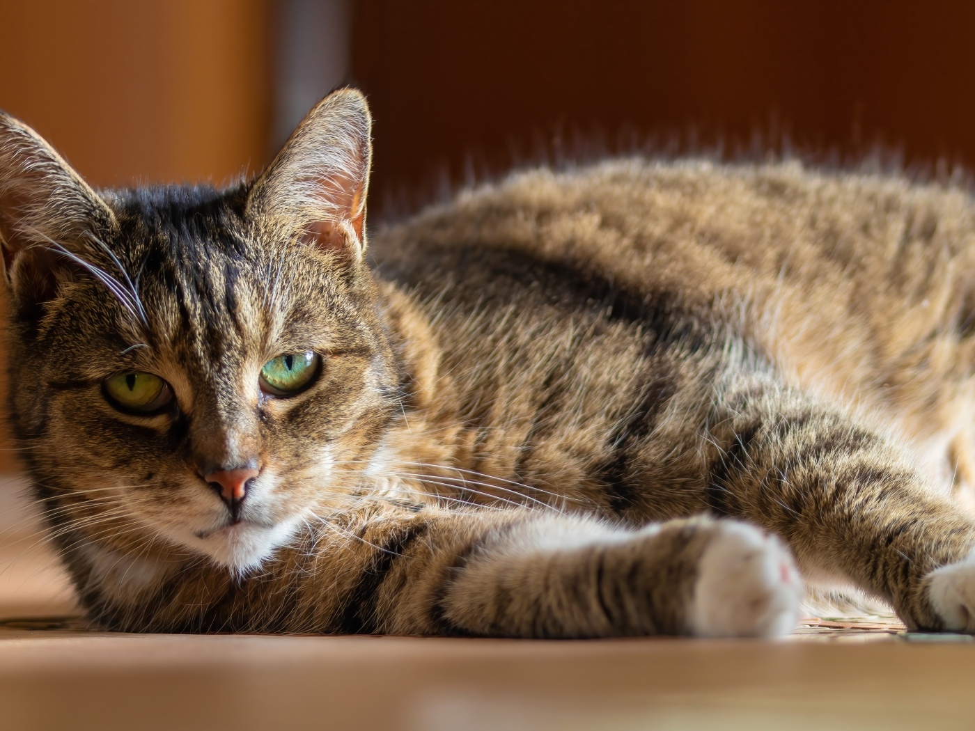 Большой домашний серый кот с зелеными глазами