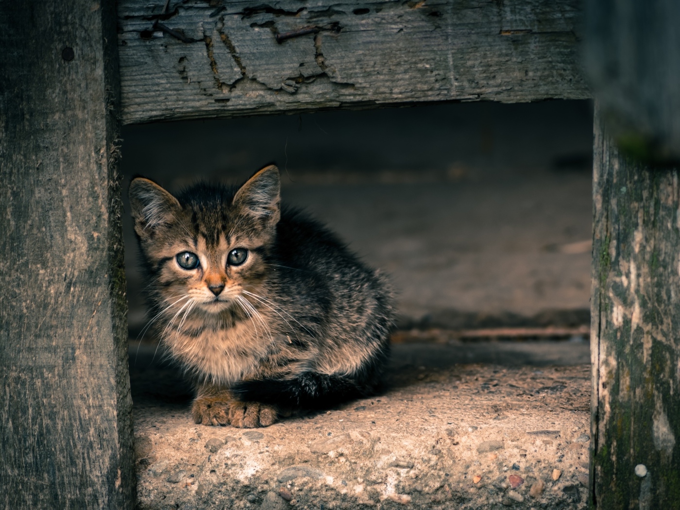 Маленький серый котенок в деревянной будке