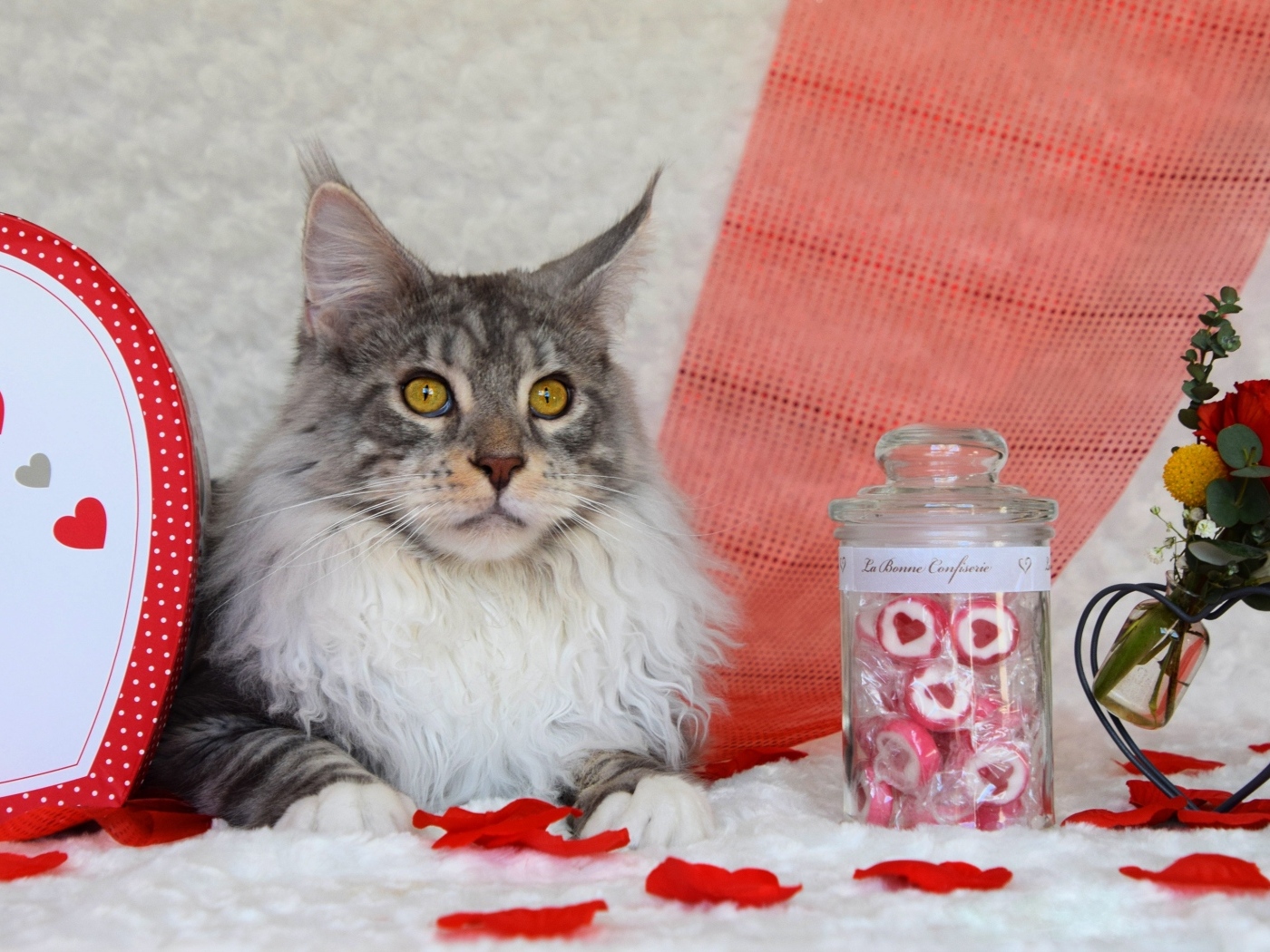 Кот породы мейн кун с сердечками