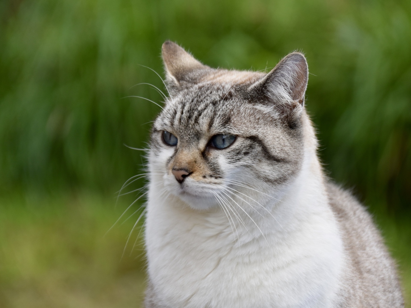 Задумчивый породистый кот 