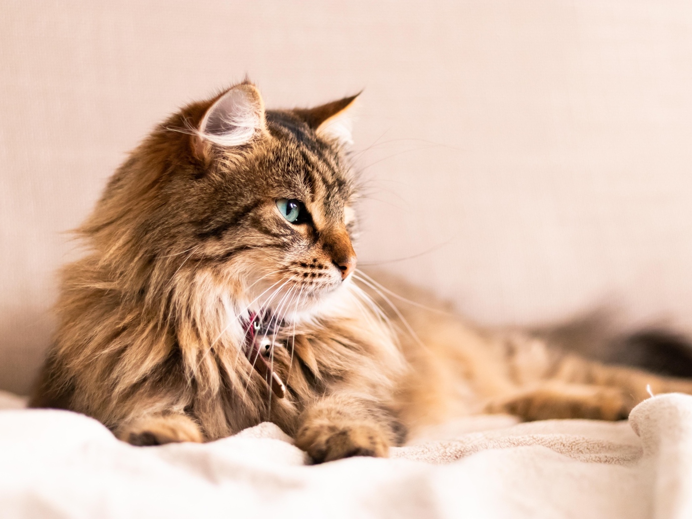 Серьезный пушистый серый кот лежит на кровати