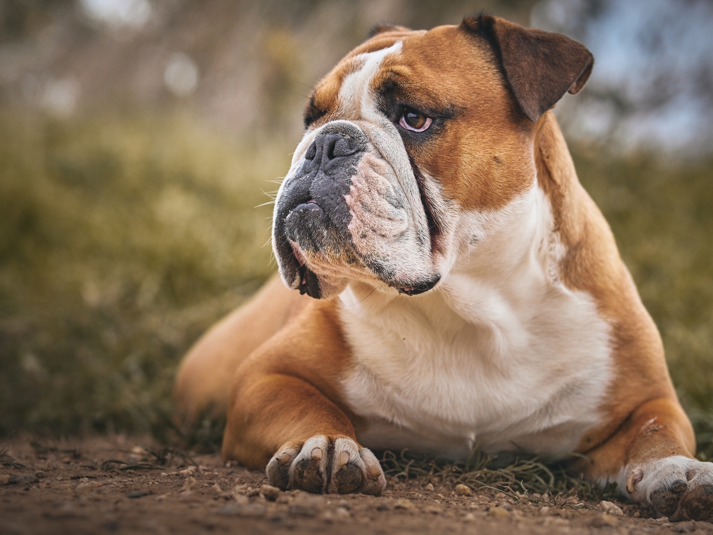 Большой серьезный бульдог лежит на земле