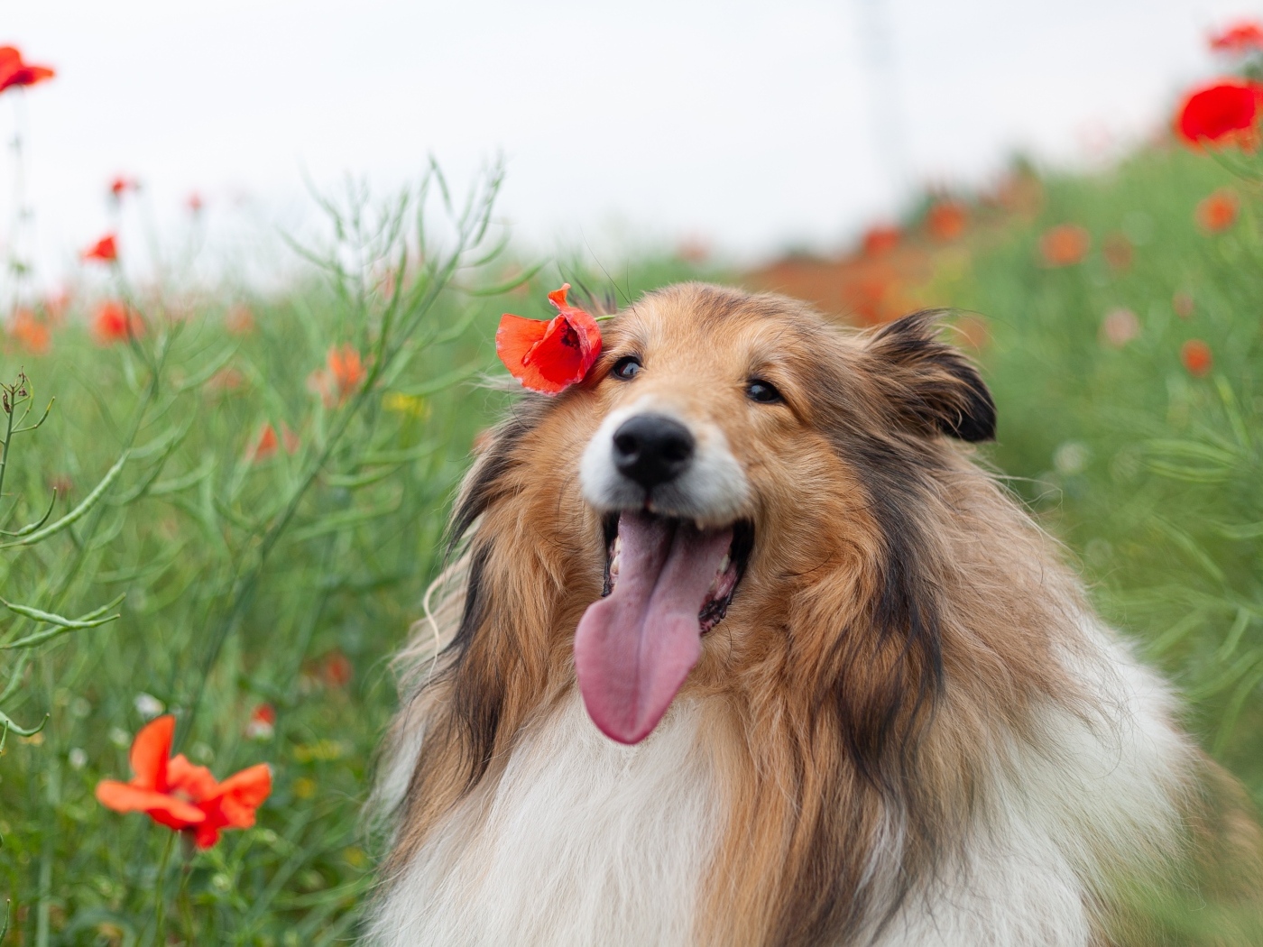 Collie with tongue hanging out sitting in the grass
