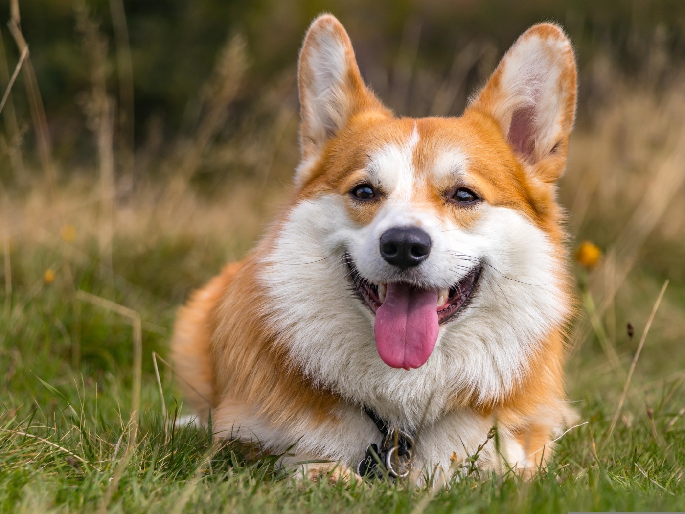 Корги лежит на траве с высунутым языком