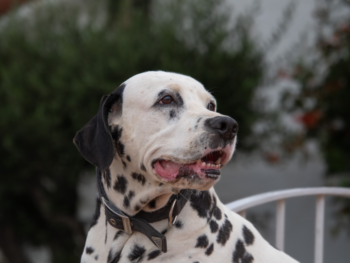 Далматин с открытой пастью 