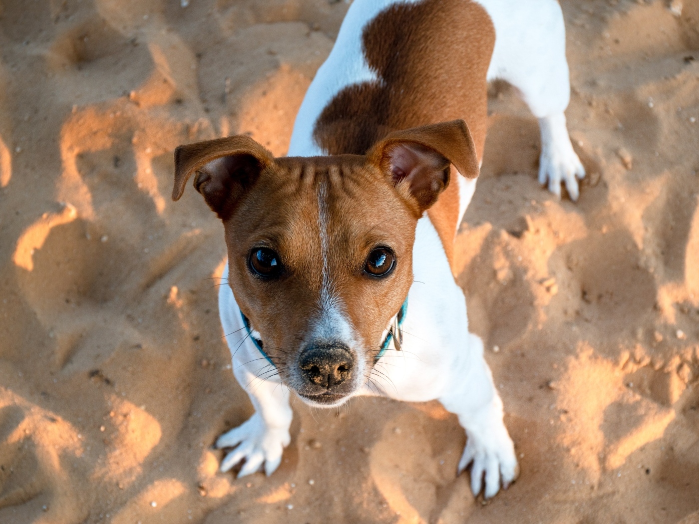 Пес породы джек рассел терьер стоит на песке 