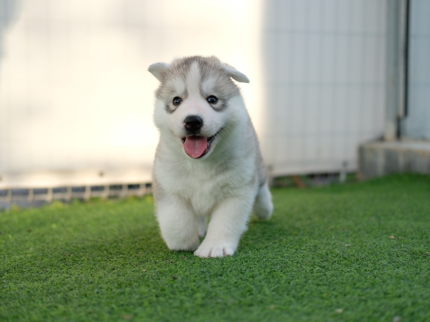 Маленький щенок хаски с высунутым языком