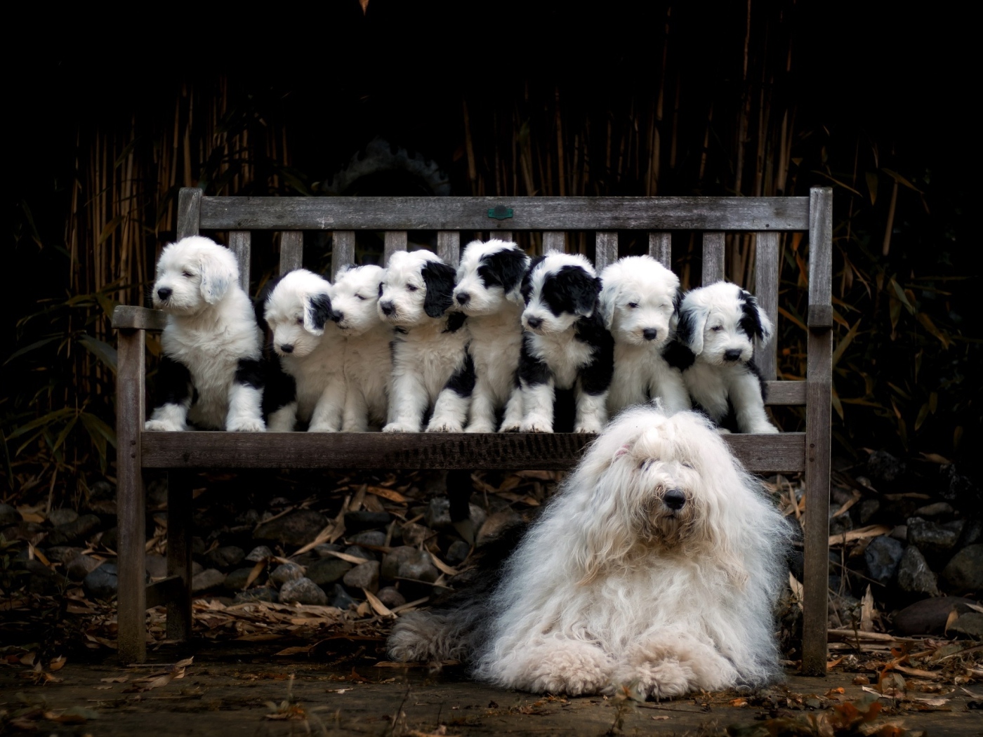 Маленькие щенки на скамейке