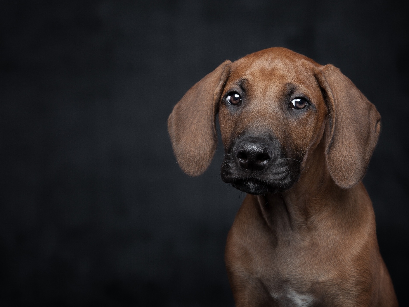 Маленький грустный породистый щенок на черном фоне