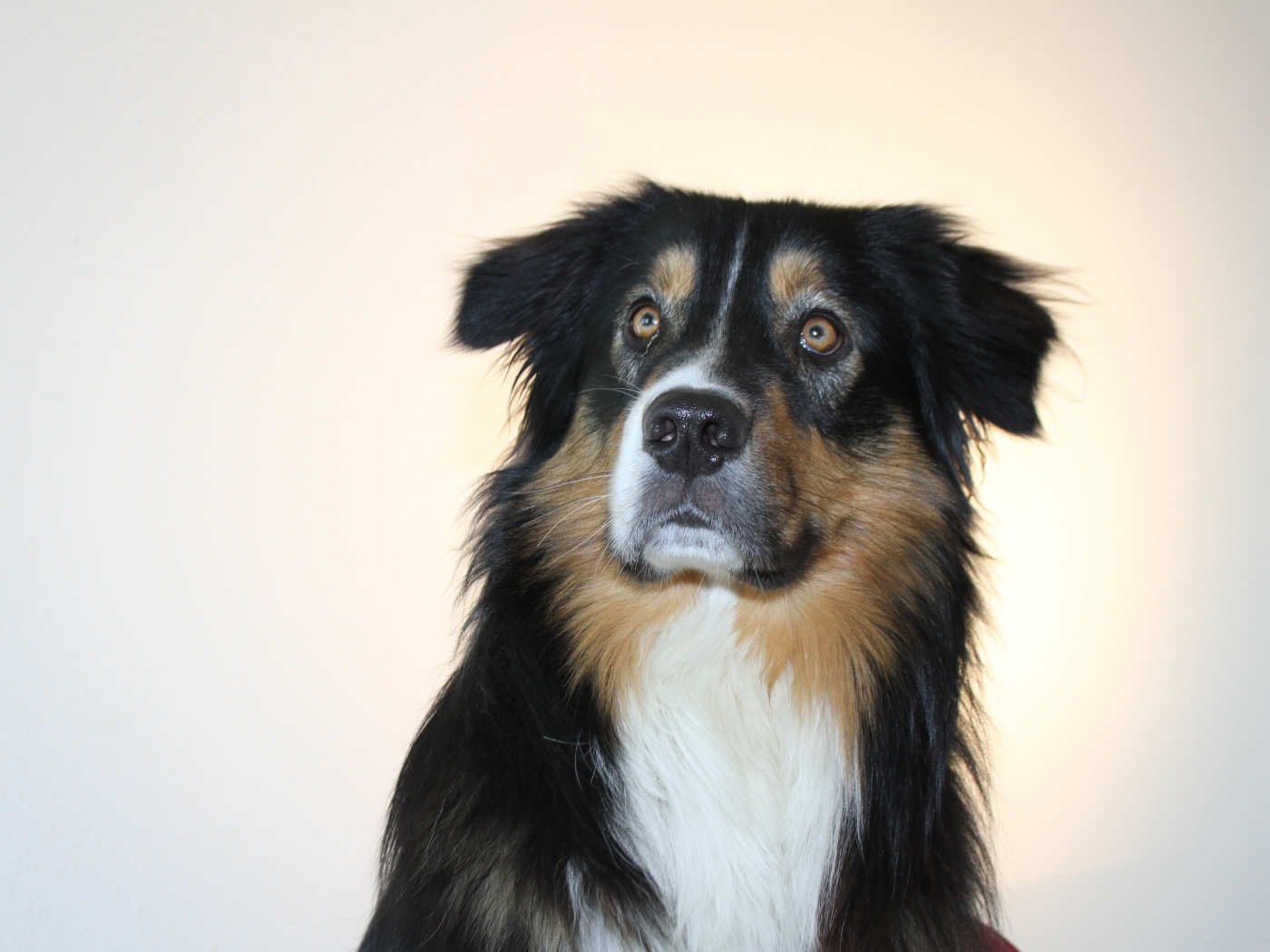 Взгляд умной собаки на сером фоне