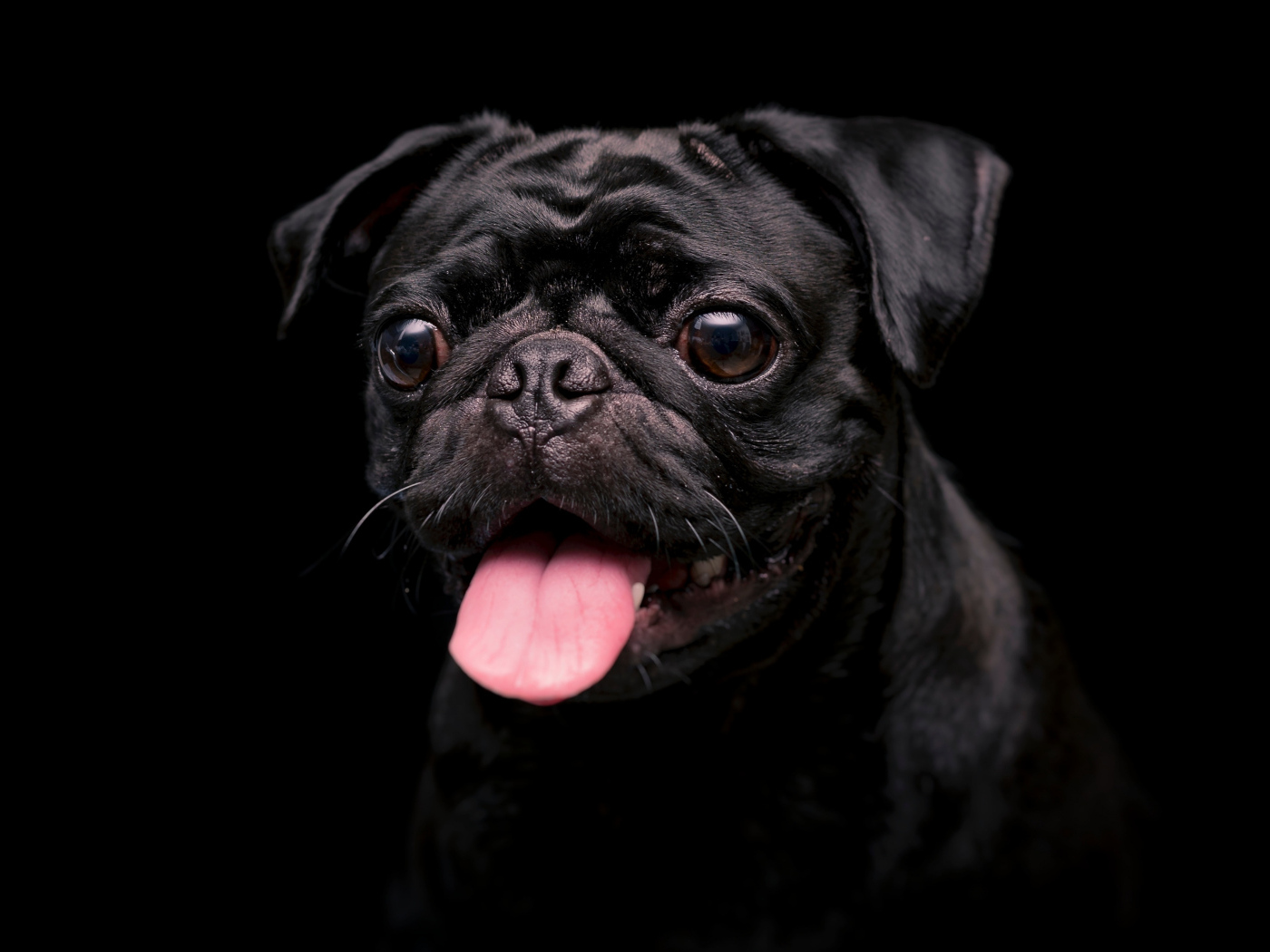 Мопс с высунутым языком на черном фоне