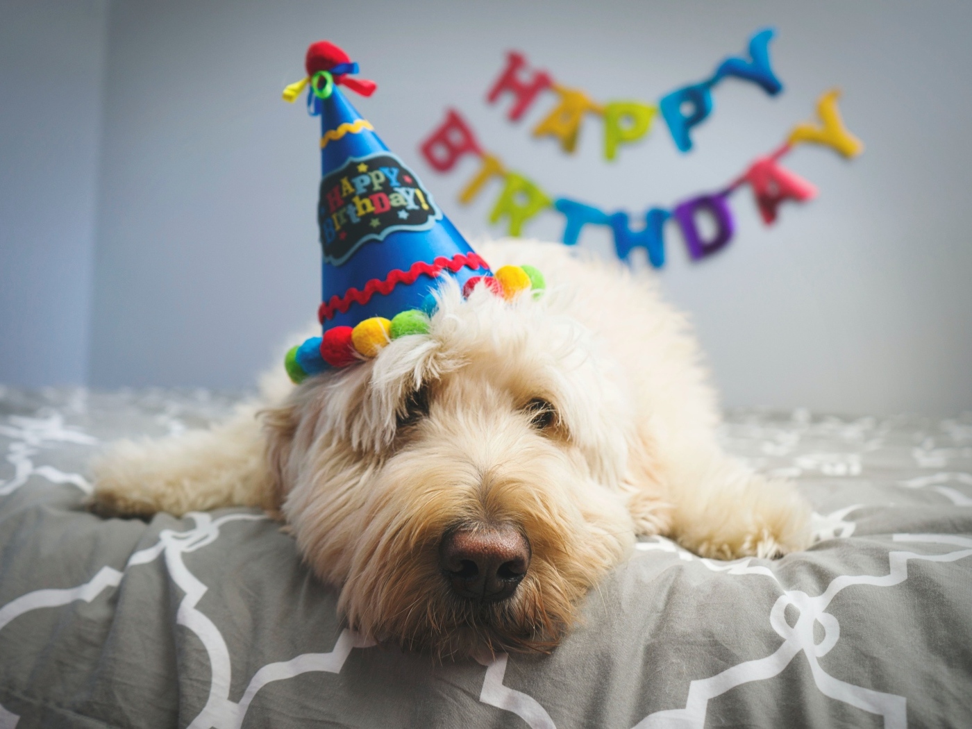 Грустный белый пес отмечает день рождения