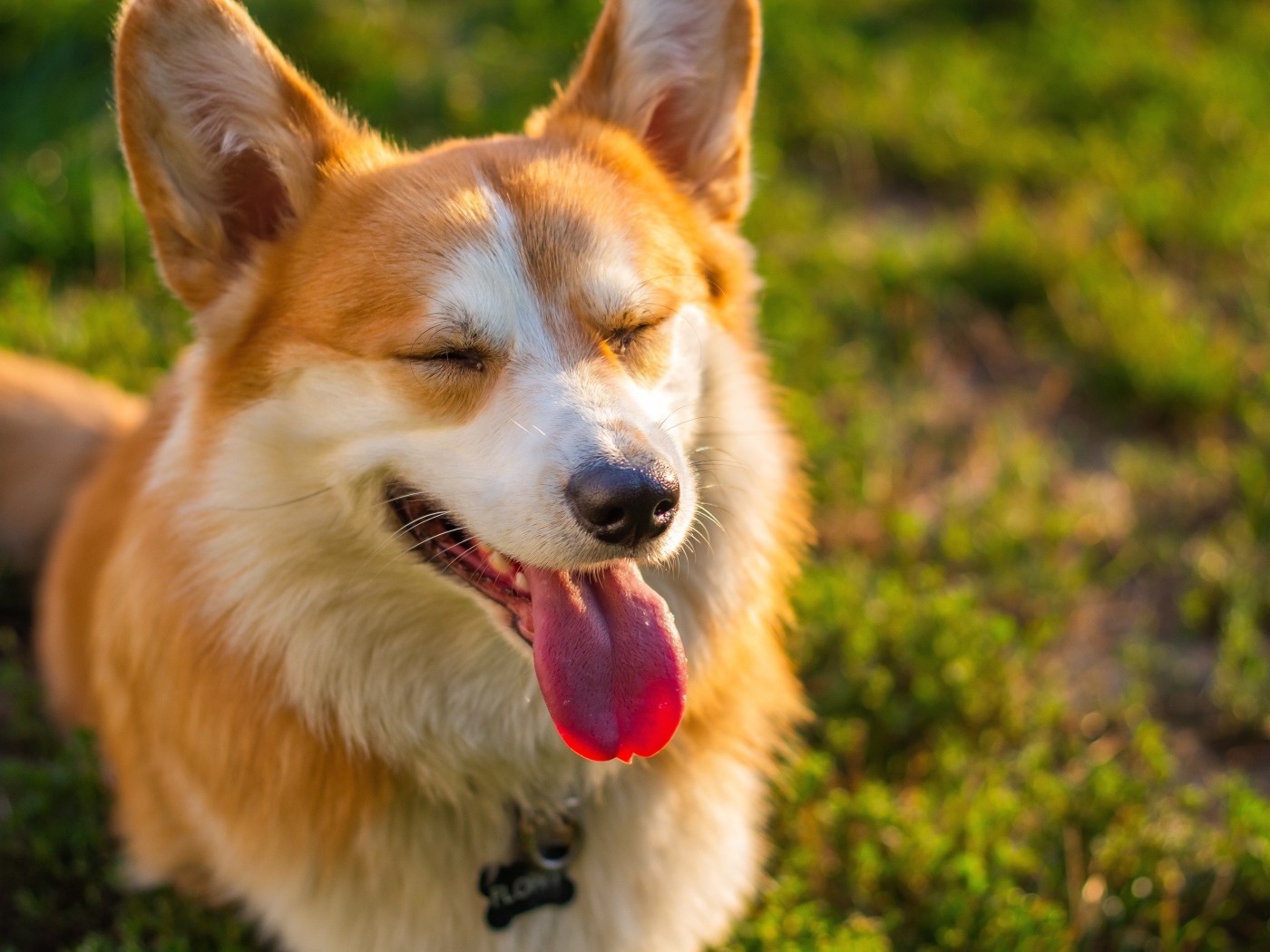 Довольный корги с высунутым языком