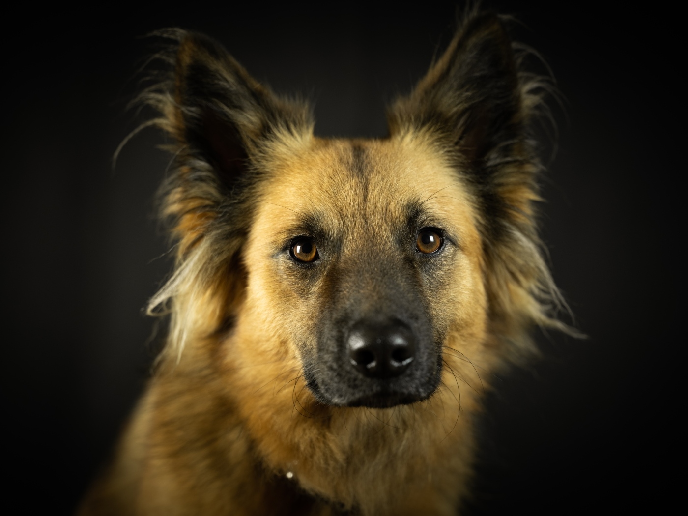 Умная морда собаки на черном фоне