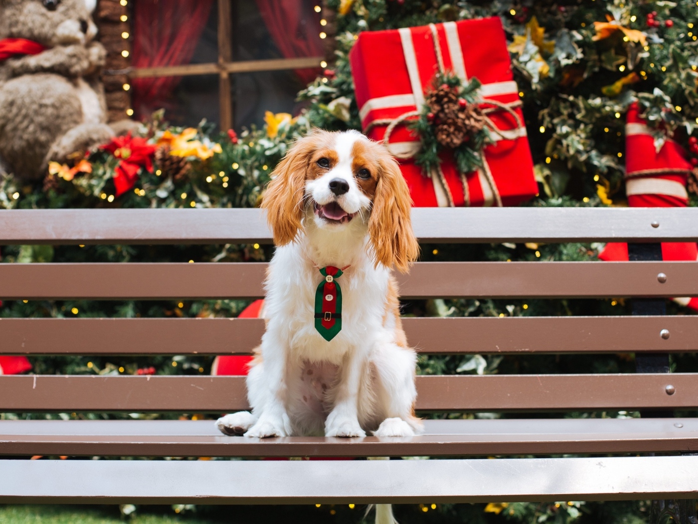 Smiling Charles King Spaniel sitting on a bench