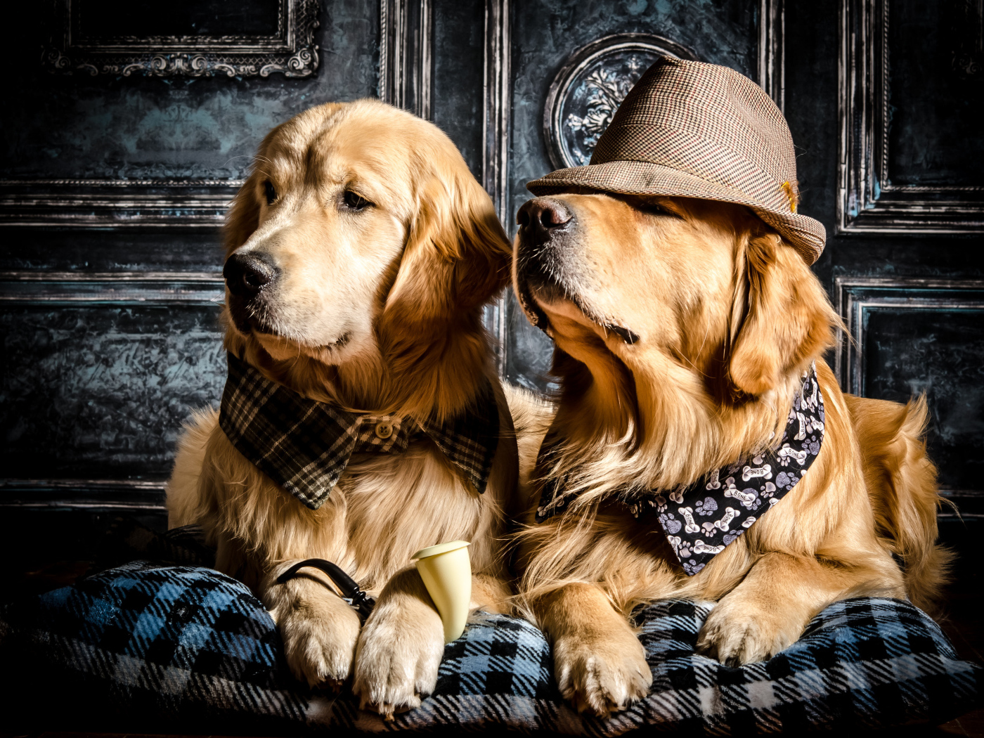 Стильные собаки породы золотистый ретривер