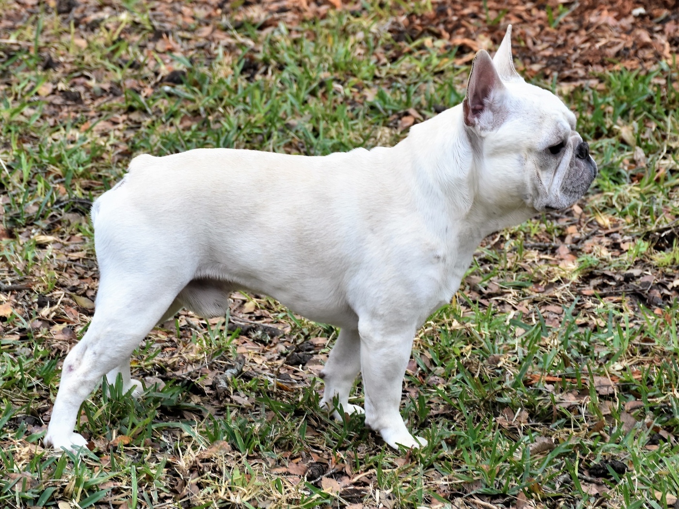 Белый французский бульдог вид сбоку