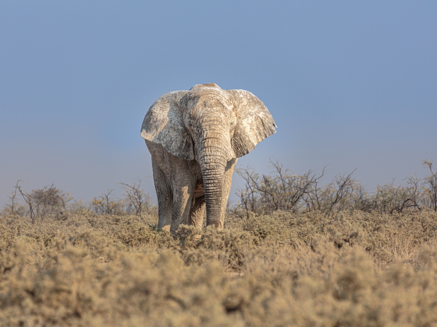 Большой слон идет по саванне