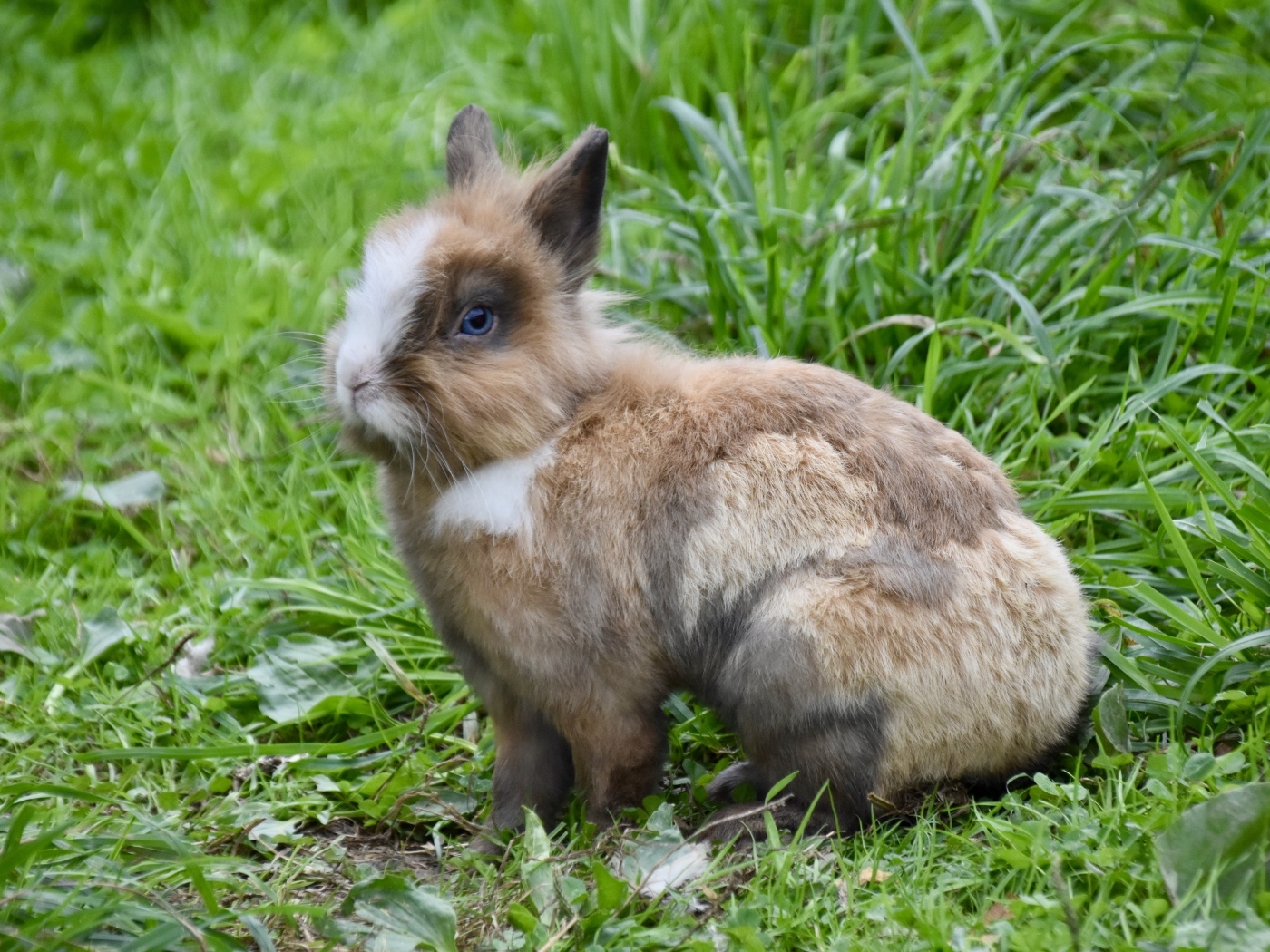 Красивый декоративный кролик на зеленой траве