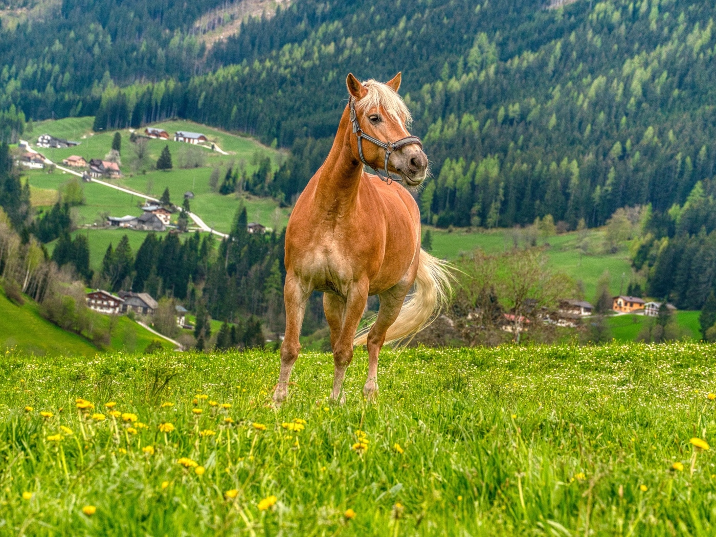 Коричневый конь скачет по зеленой траве