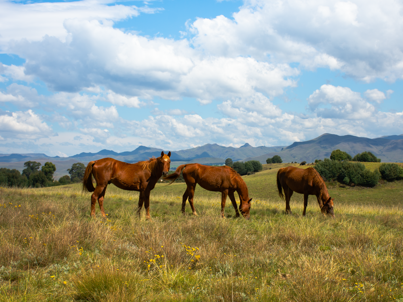 Три красивые коричневые лошади на поле под красивым небом
