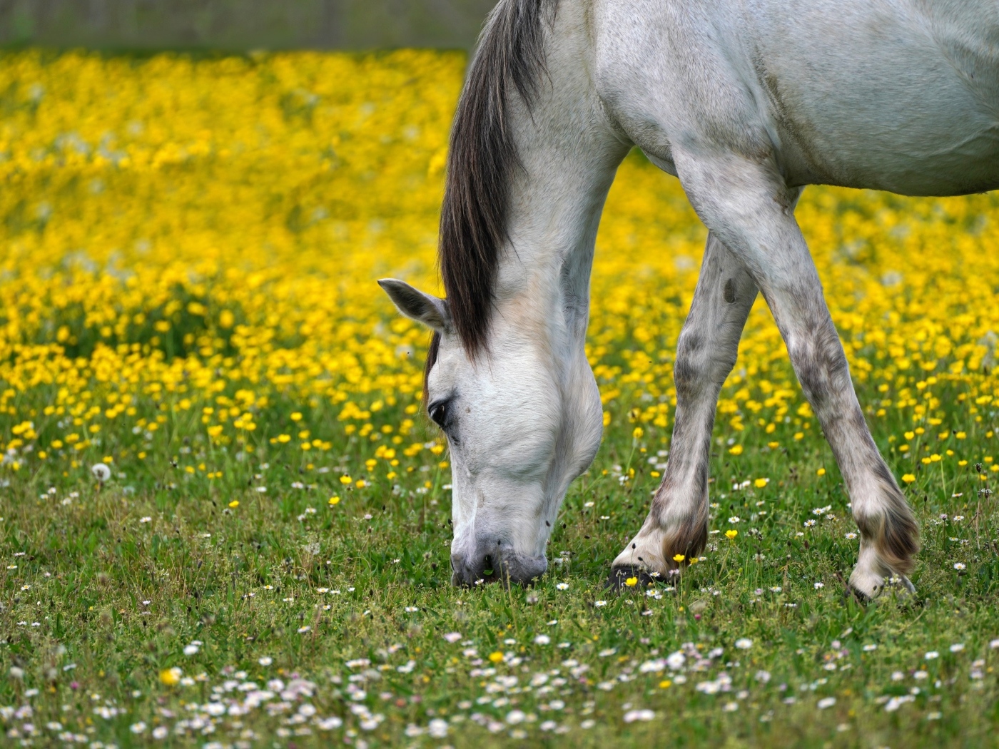 Белая лошадь пасется на лугу  с одуванчиками