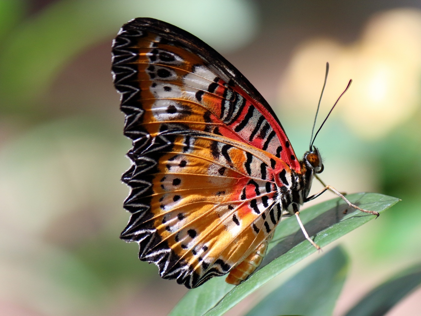 Красивая большая бабочка сидит на зеленом листке