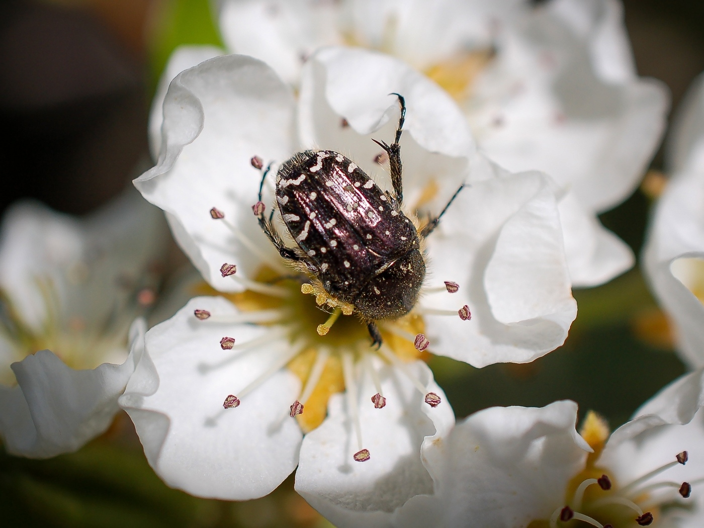 Жук сидит на цветке груши