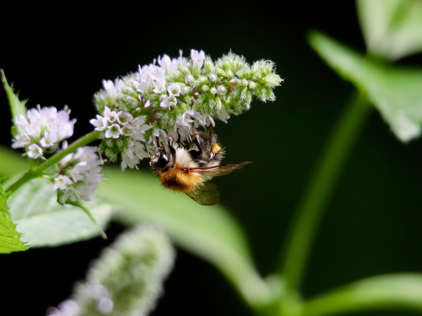Шмель сидит на цветке мяты