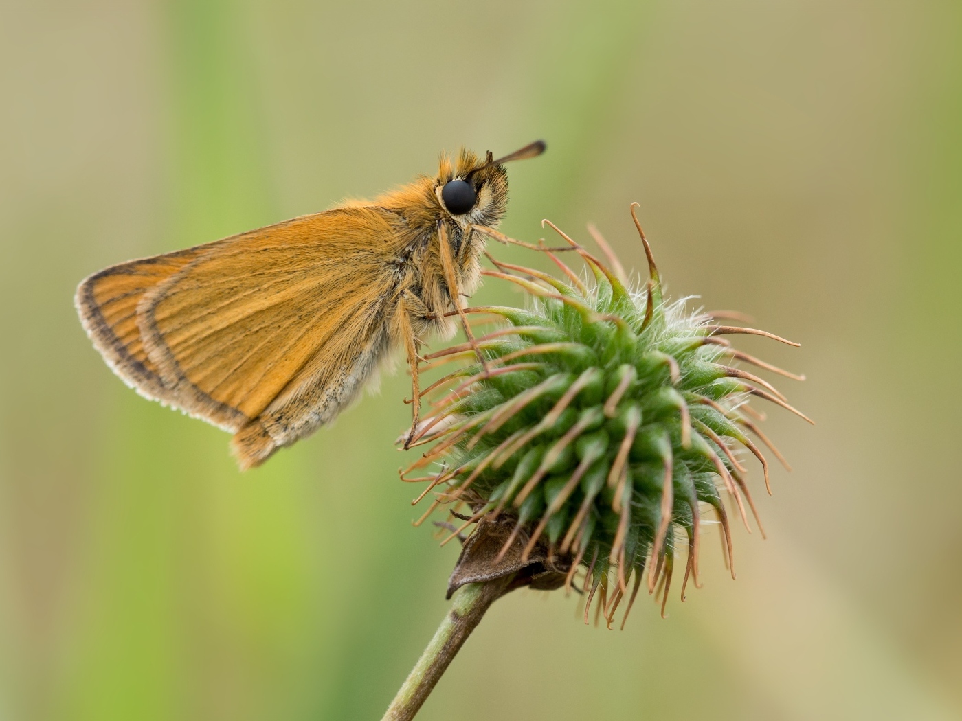 Бабочка сидит на колючем растении