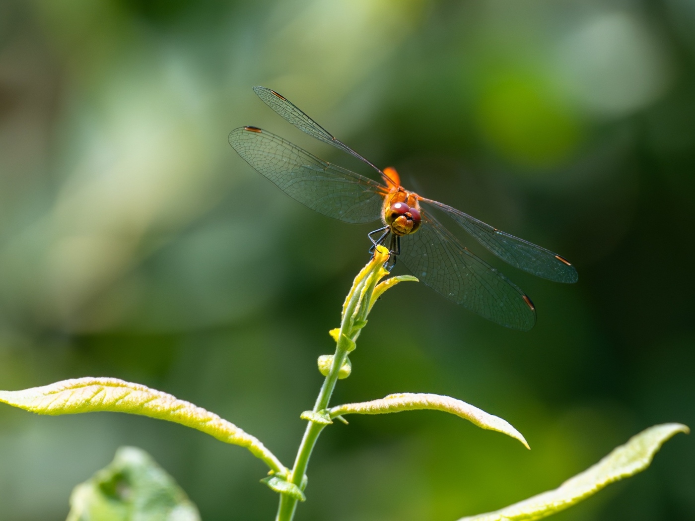 Стрекоза с прозрачными крыльями сидит на зеленом растении