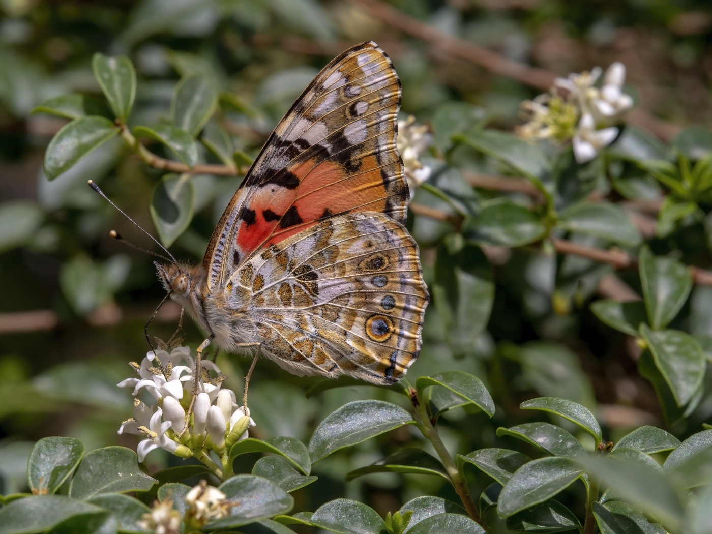 Большая красивая бабочка сидит на белом цветке