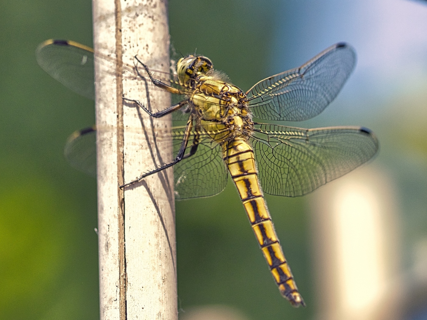 Большая красивая стрекоза сидит на сухой ветке