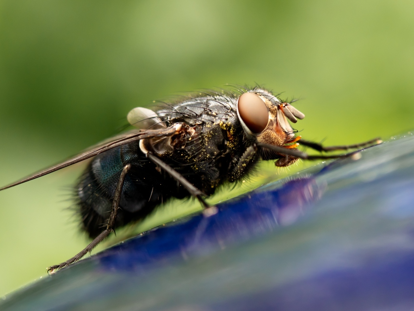 Большая черная муха сидит на синей поверхности 