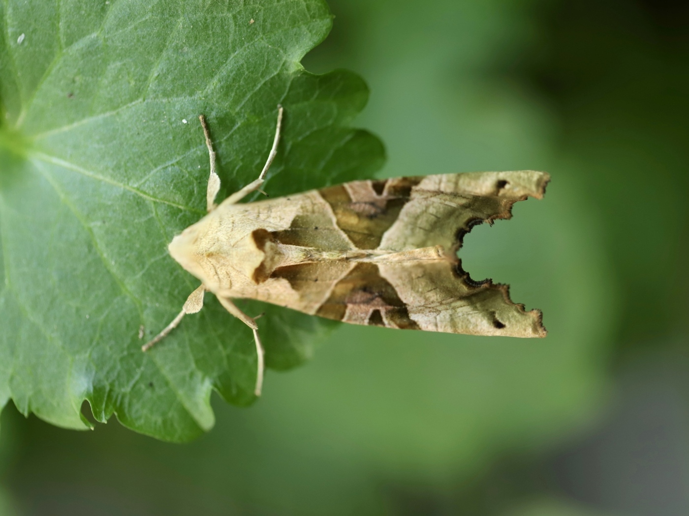 Бабочка агатовая сова на зеленом листе