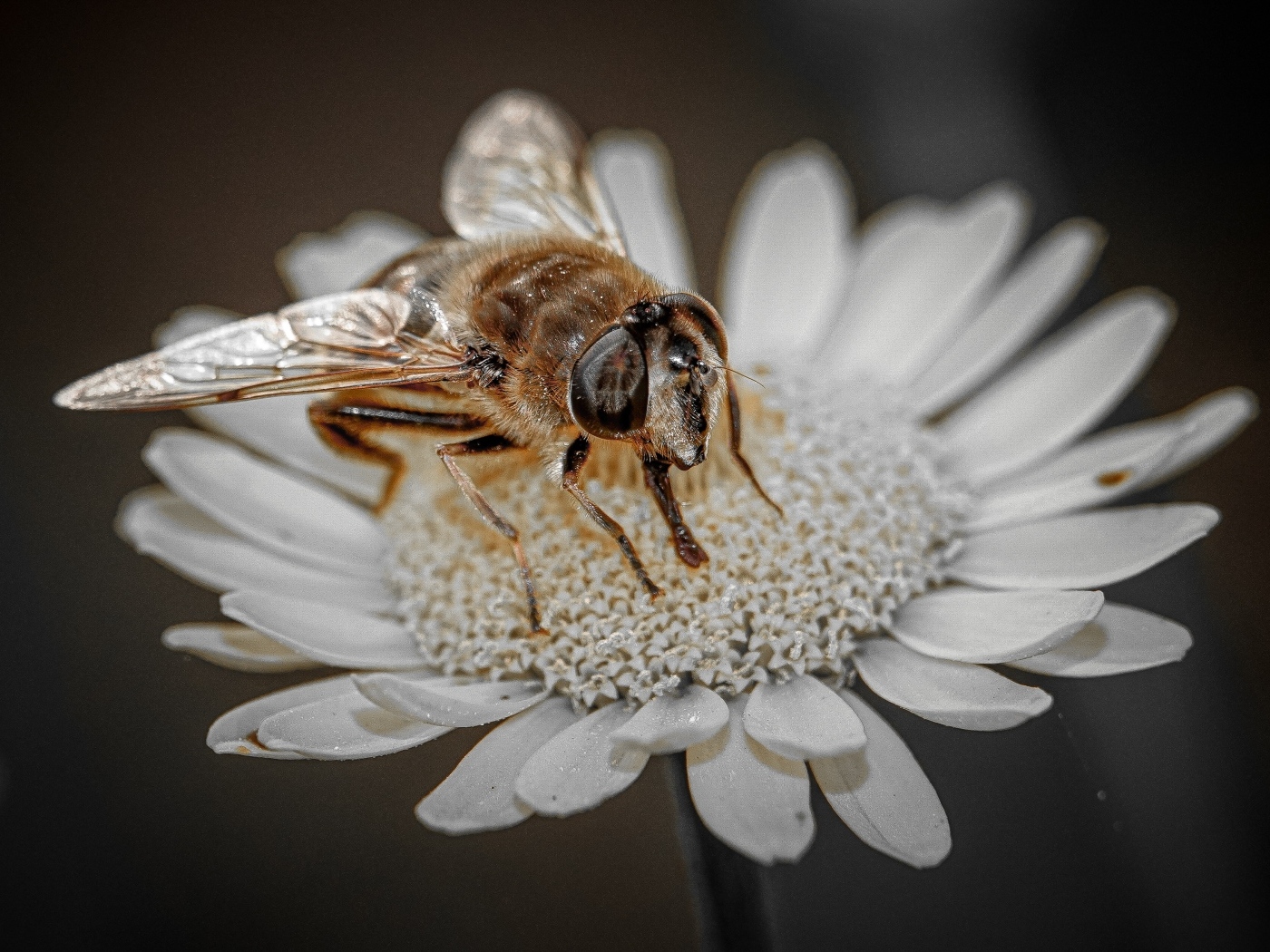 Насекомое сидит на белом цветке