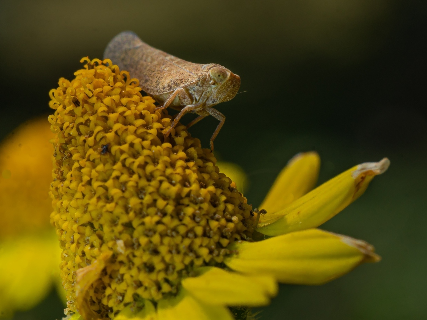 Насекомое сидит на цветке циннии