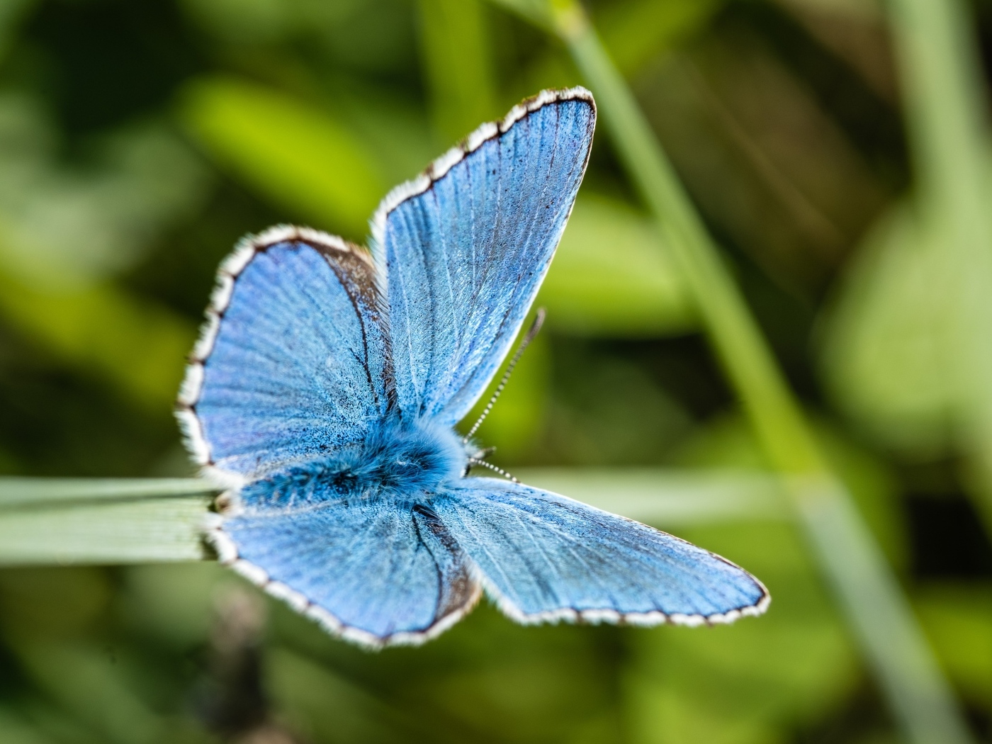 Красивая голубая бабочка сидит на зеленой траве
